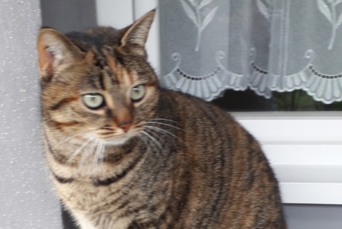 Vermisstmeldung Katze  Weiblich , 7 jahre Faches-Thumesnil Frankreich