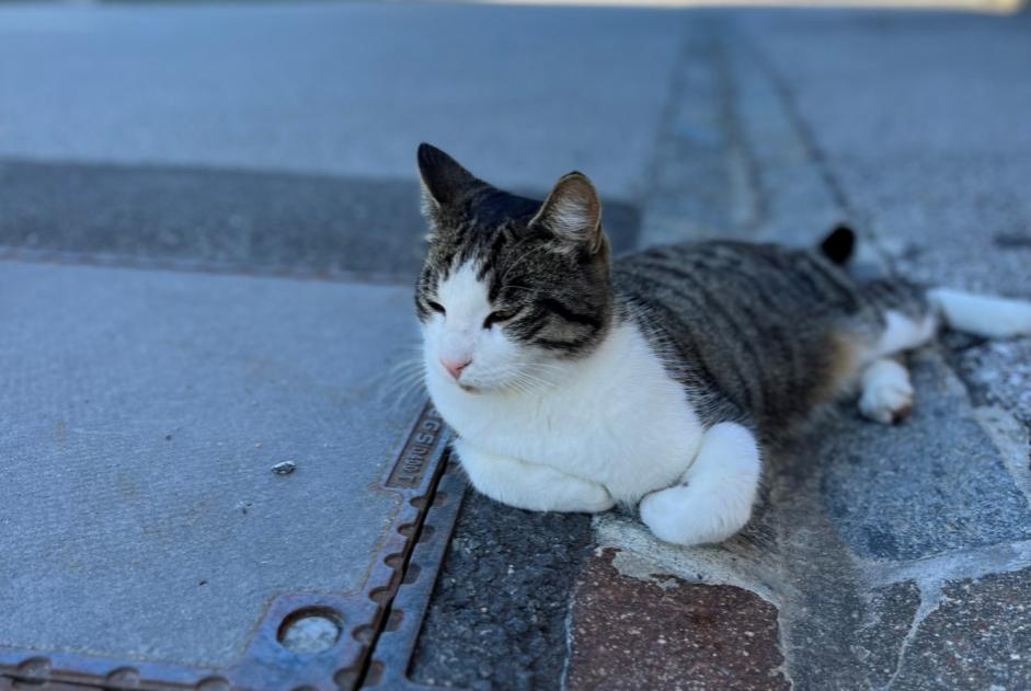 Vermisstmeldung Katze rassenmischung Männliche , 4 jahre Crans-Montana Schweiz