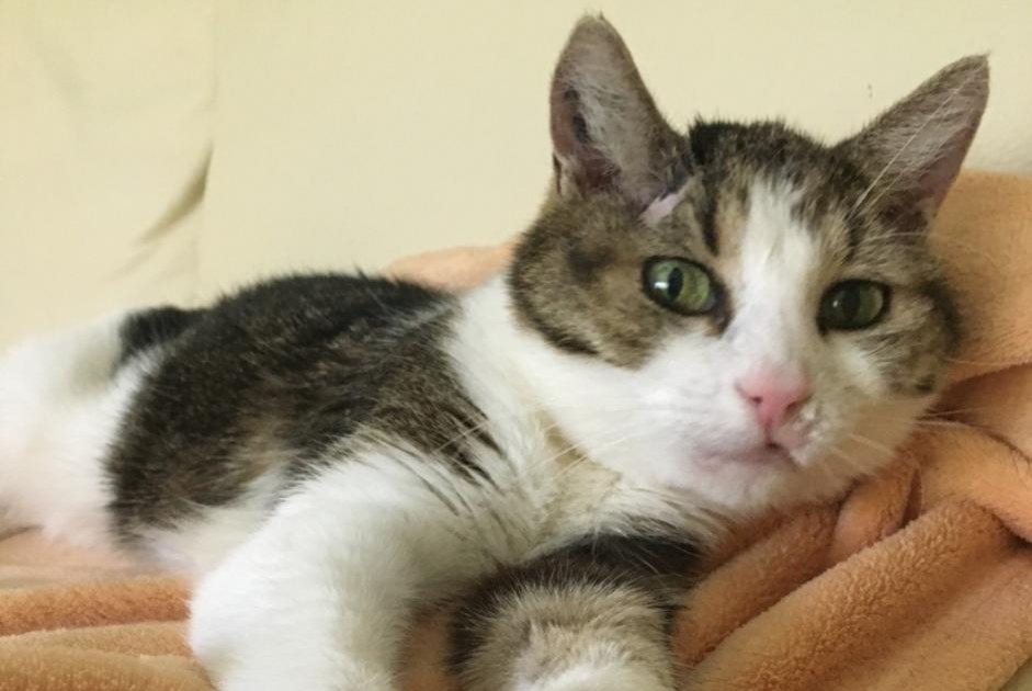 Vermisstmeldung Katze Weiblich , 16 jahre Chêne-Bourg Schweiz