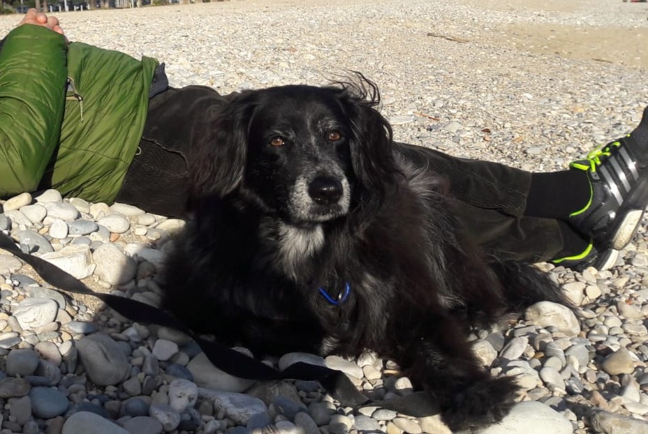 Vermisstmeldung Hund  Weiblich , 12 jahre Villeneuve-Loubet Frankreich