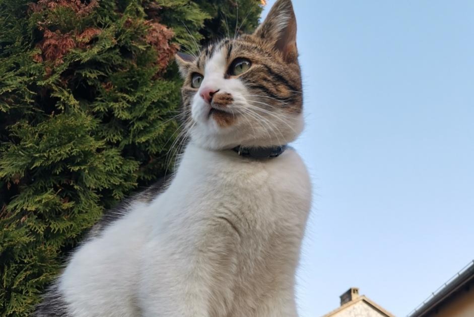 Vermisstmeldung Katze Männliche , 4 jahre La Rippe Schweiz