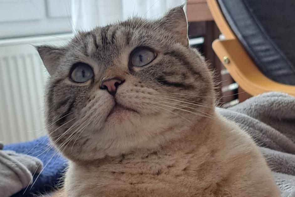 Vermisstmeldung Katze  Männliche , 5 jahre Hippolytushoef Niederlande