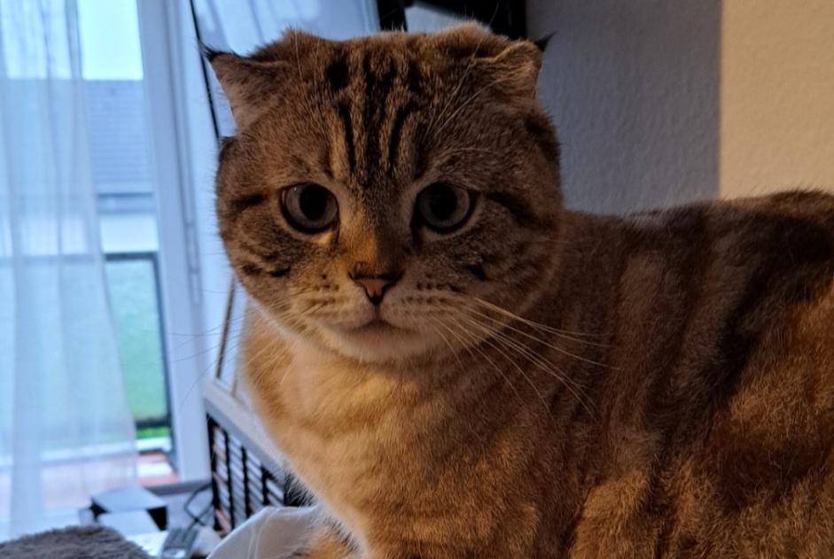 Vermisstmeldung Katze  Männliche , 5 jahre Hippolytushoef Niederlande