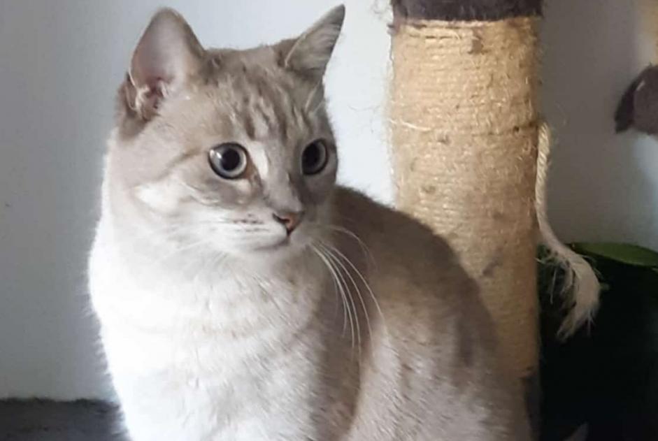 Vermisstmeldung Katze rassenmischung Weiblich , 8 jahre Boutigny-sur-Essonne Frankreich