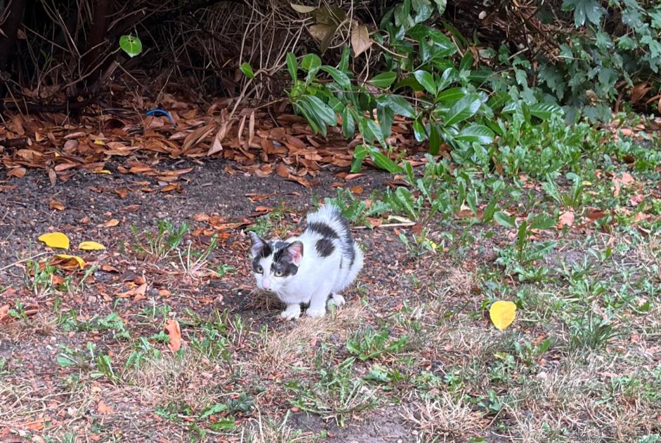 Fundmeldung Katze Weiblich , Zwischen 4 und 6 Monaten Armentières Frankreich