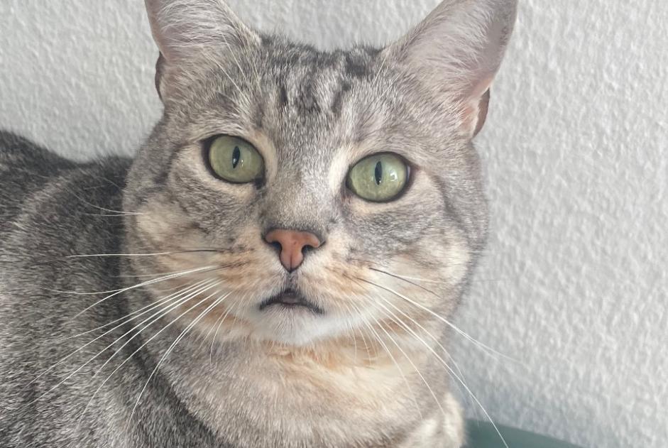 Vermisstmeldung Katze Männliche , 5 jahre Ecublens Schweiz