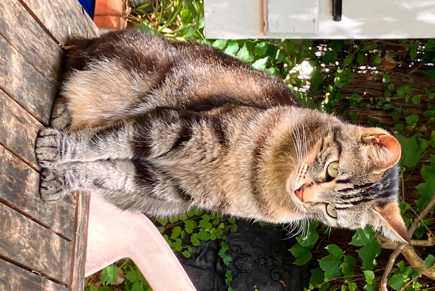 Vermisstmeldung Katze Weiblich , 3 jahre Lacroix-Falgarde Frankreich