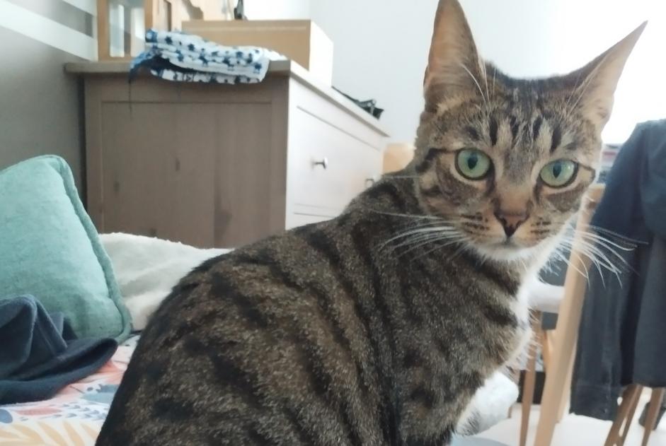 Vermisstmeldung Katze Weiblich , 2 jahre La Montagne Frankreich