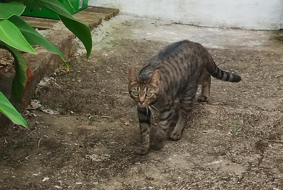 Vermisstmeldung Katze Weiblich , 2 jahre La Montagne Frankreich