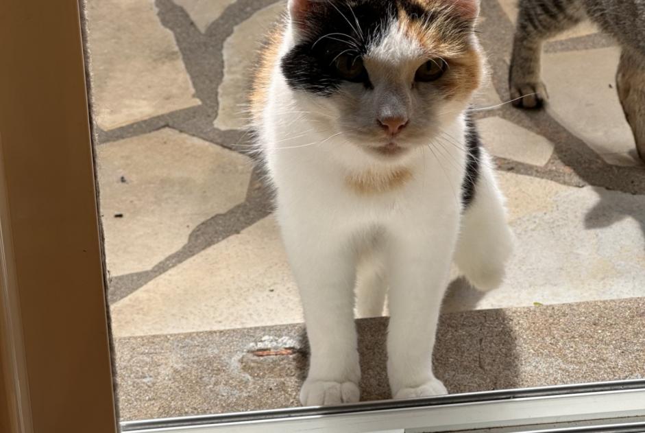 Fundmeldung Katze rassenmischung Weiblich La Crèche Frankreich