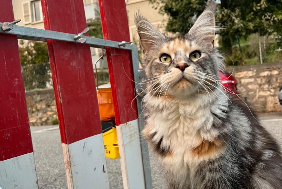 Fundmeldung Katze  Unbekannt Neuchâtel Schweiz