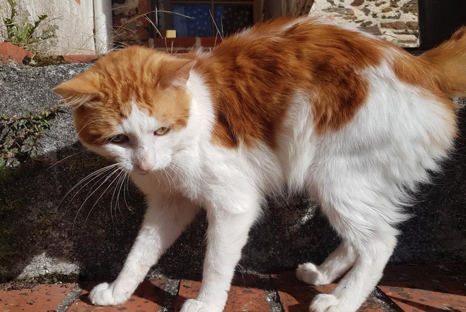 Fundmeldung Katze rassenmischung Männliche Saint-Vincent-sur-Graon Frankreich