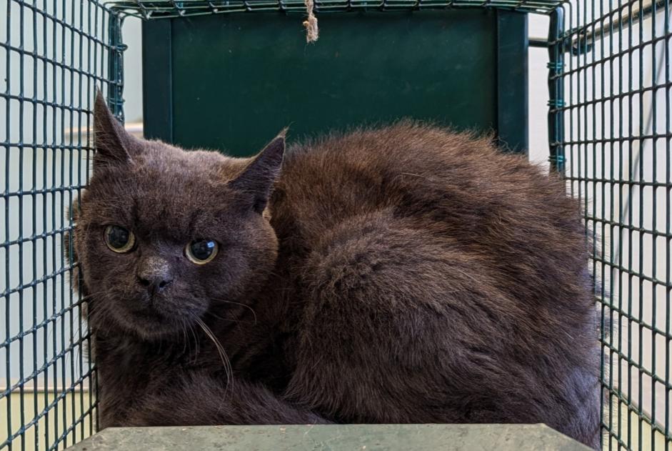 Fundmeldung Katze  Unbekannt , 2 Jahre Nans Frankreich