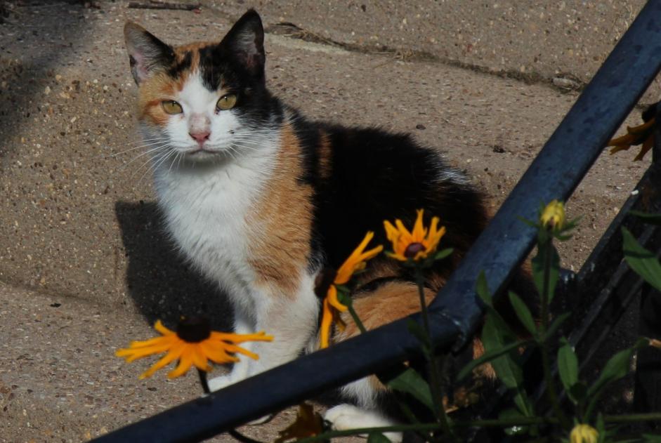 Fundmeldung Katze Unbekannt , 3 Jahre Creutzwald Frankreich