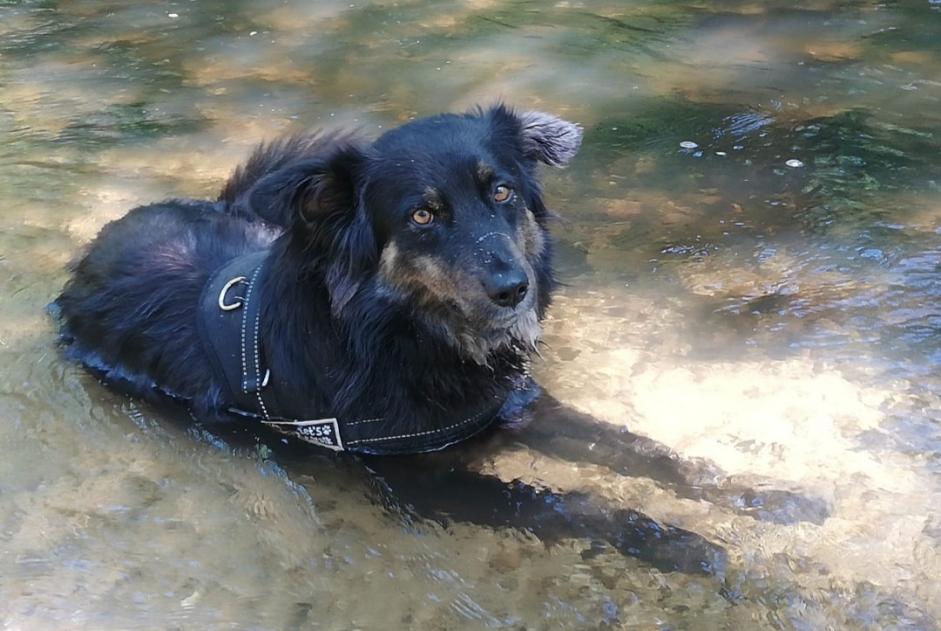 Vermisstmeldung Hund rassenmischung Männliche , 3 jahre Languidic Frankreich