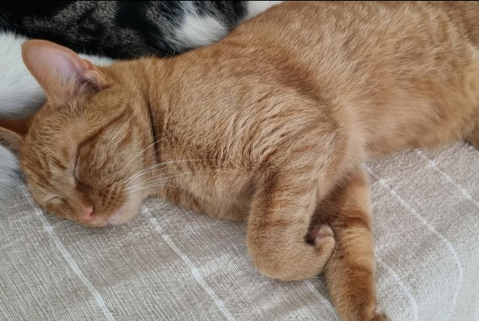 Vermisstmeldung Katze  Männliche , 2 jahre Etterbeek Belgien