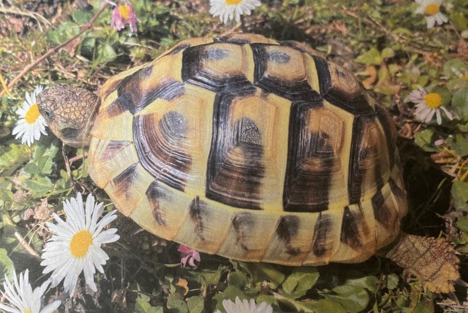 Vermisstmeldung Schildkröte Weiblich , 2024 jahre Martigny Schweiz