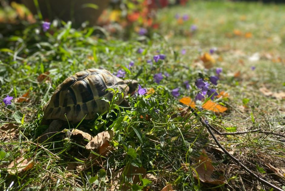 Vermisstmeldung Schildkröte Weiblich , 2024 jahre Martigny Schweiz