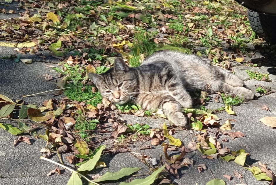 Fundmeldung Katze Männliche , Zwischen 1 und 3 Monaten Fribourg Schweiz