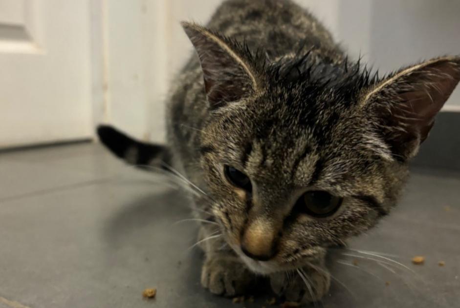 Fundmeldung Katze Weiblich Mons Belgien