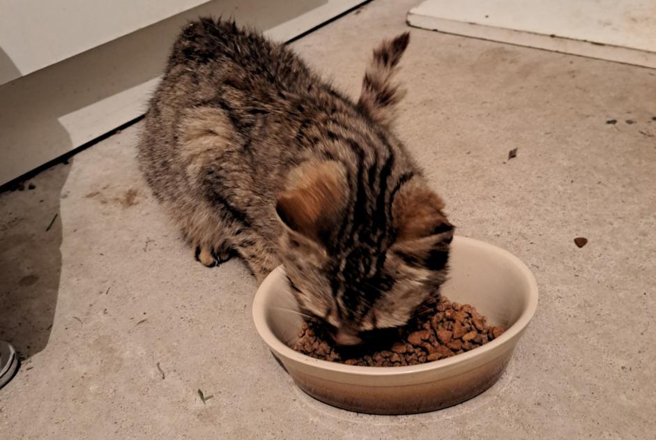 Fundmeldung Katze Unbekannt Eygurande Frankreich