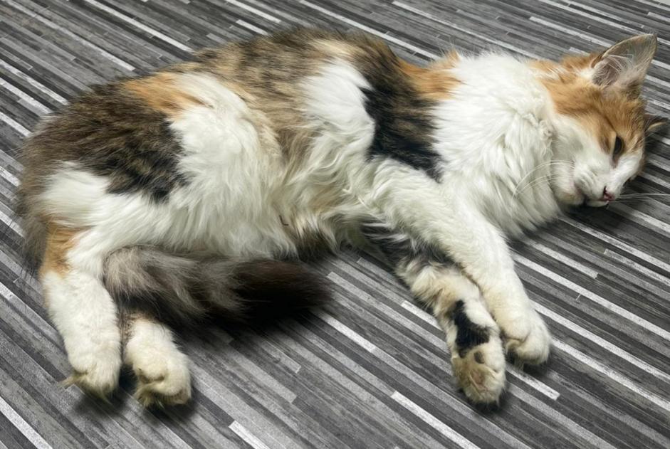 Fundmeldung Katze  Weiblich Vuiteboeuf Schweiz