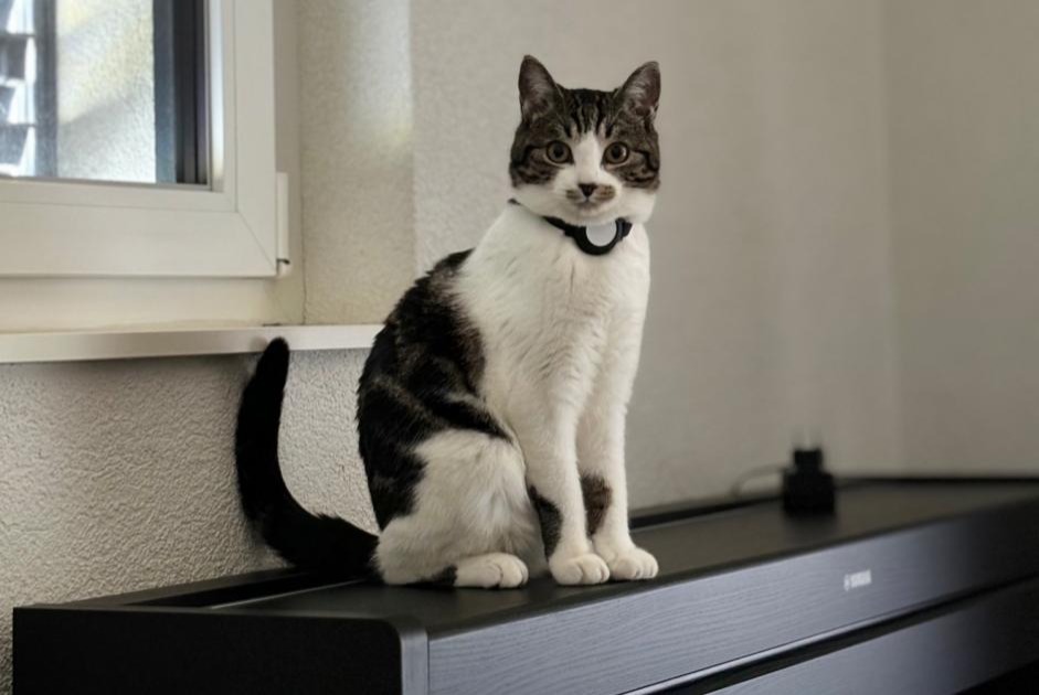 Vermisstmeldung Katze rassenmischung Weiblich , 1 jahre Estavayer Schweiz