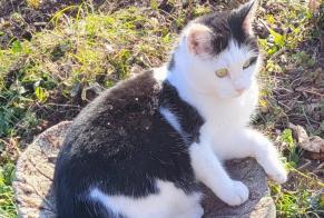 Vermisstmeldung Katze Weiblich , 3 jahre Blonay - Saint-Légier Schweiz