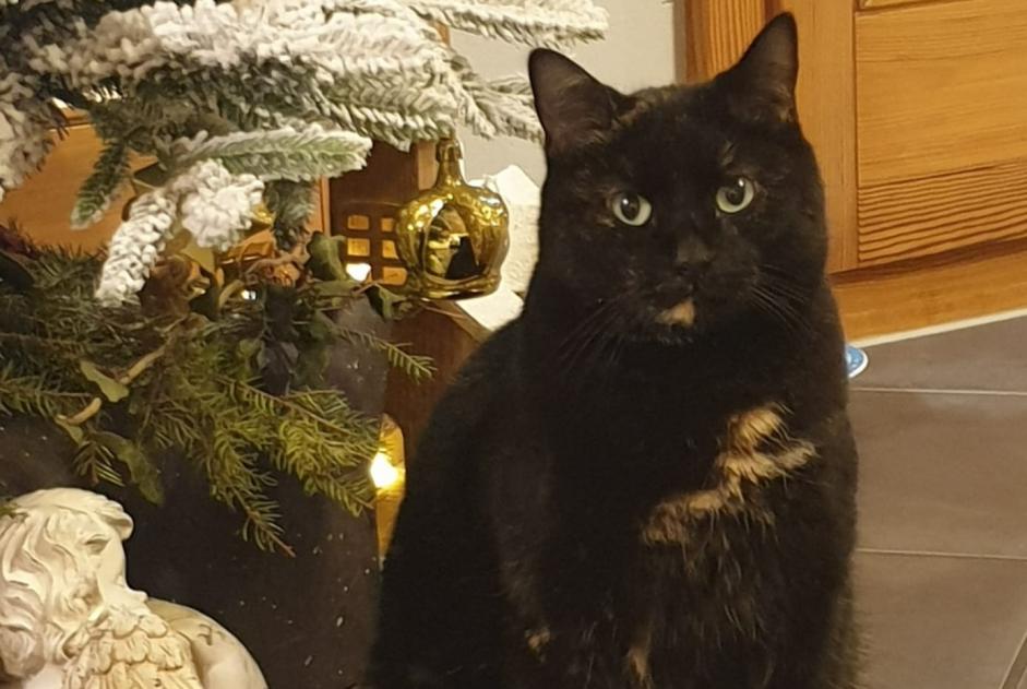 Vermisstmeldung Katze Weiblich , 6 jahre Broc Schweiz