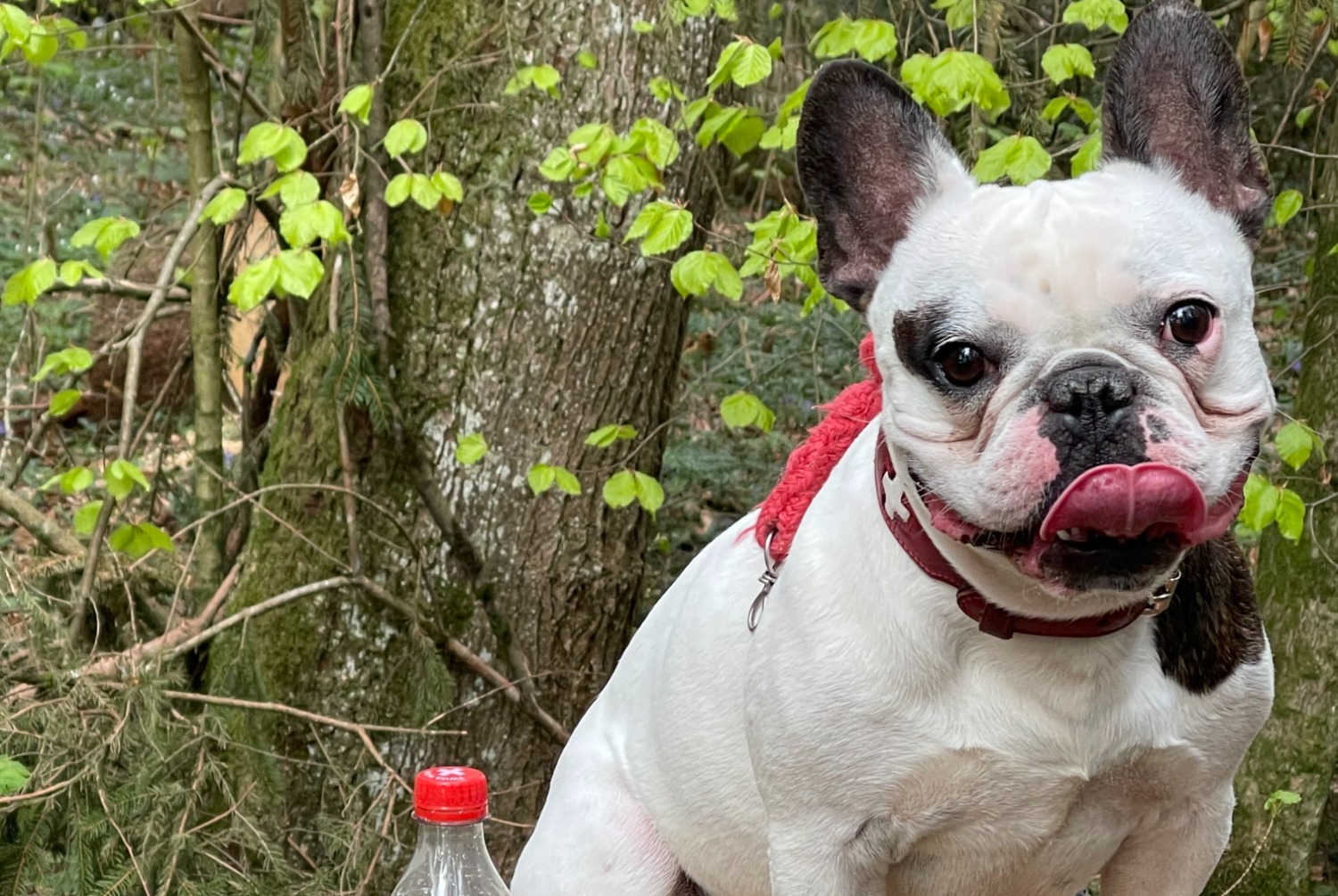 Vermisstmeldung Hund  Männliche , 5 jahre Bulle Schweiz