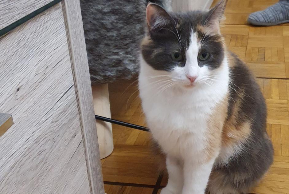 Vermisstmeldung Katze Weiblich , 4 jahre Lausanne Schweiz