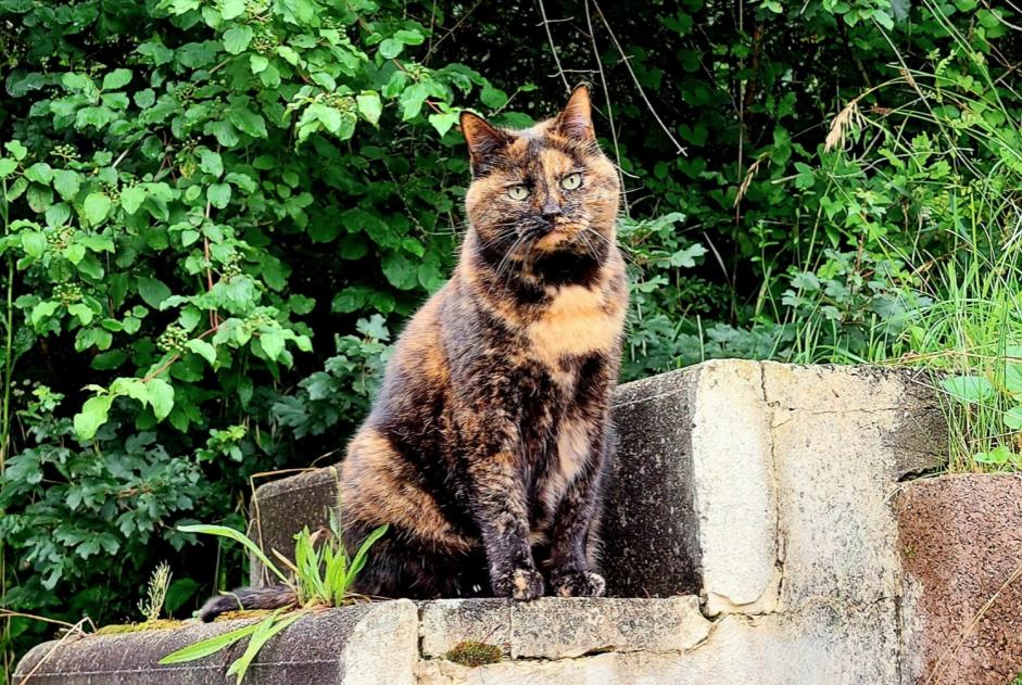 Vermisstmeldung Katze Weiblich , 15 jahre Veyrier Schweiz