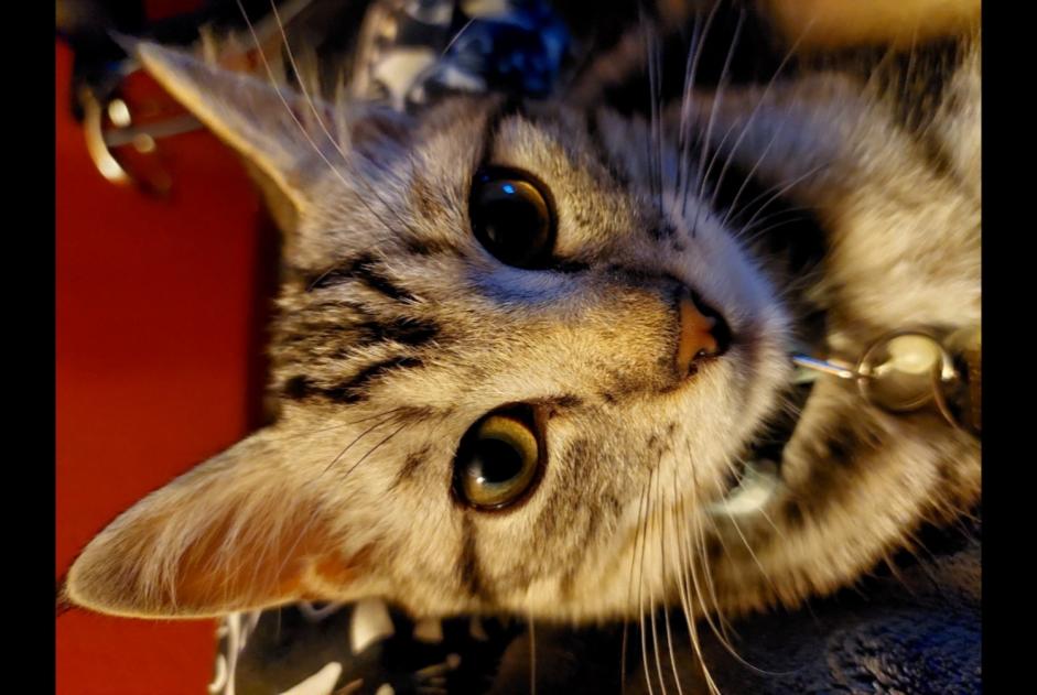 Vermisstmeldung Katze  Männliche , 1 jahre Saint-Sulpice Schweiz