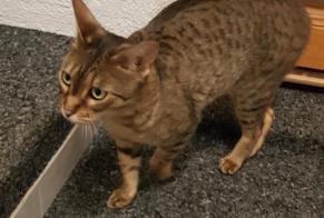 Vermisstmeldung Katze  Weiblich , 5 jahre Veyrier Schweiz