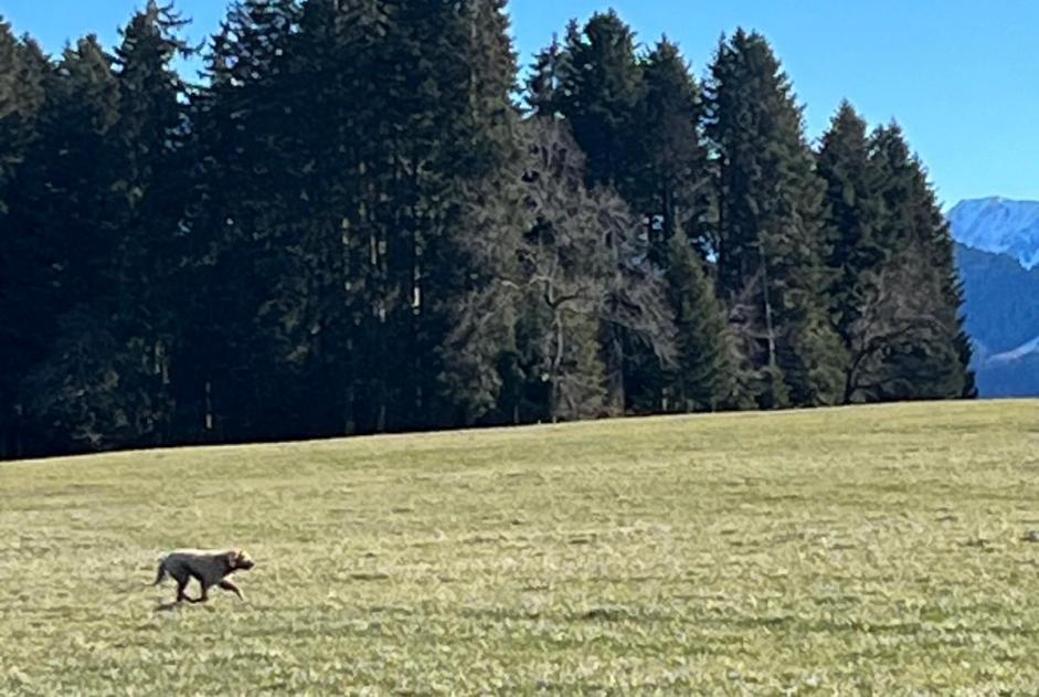 Fundmeldung Hund Unbekannt Riaz Schweiz