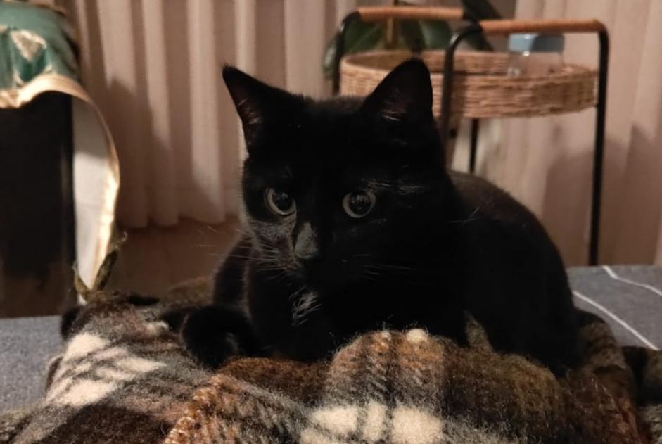 Vermisstmeldung Katze Weiblich , 2 jahre Dronten Niederlande