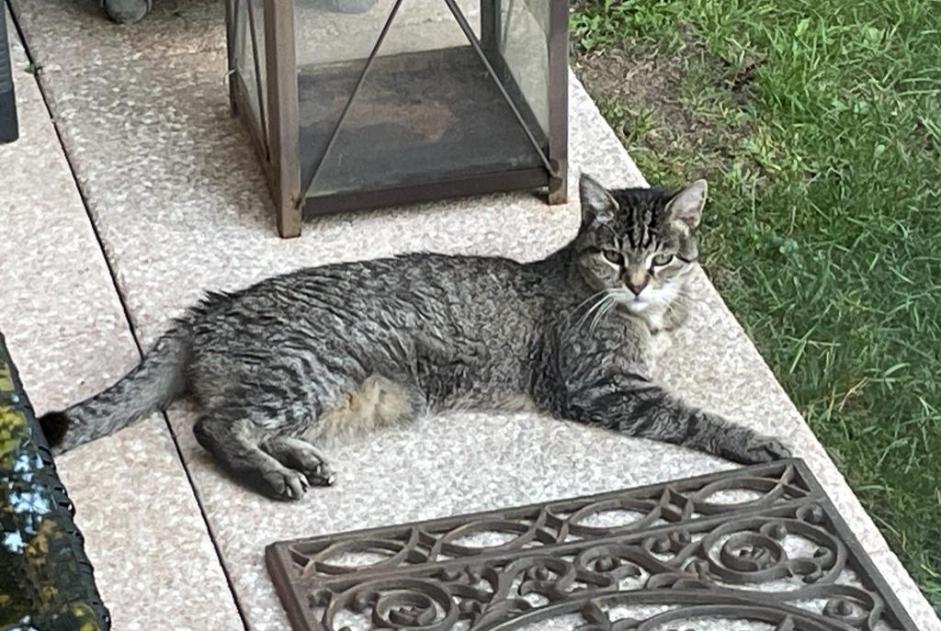 Vermisstmeldung Katze Weiblich , 20 jahre Thônex Schweiz