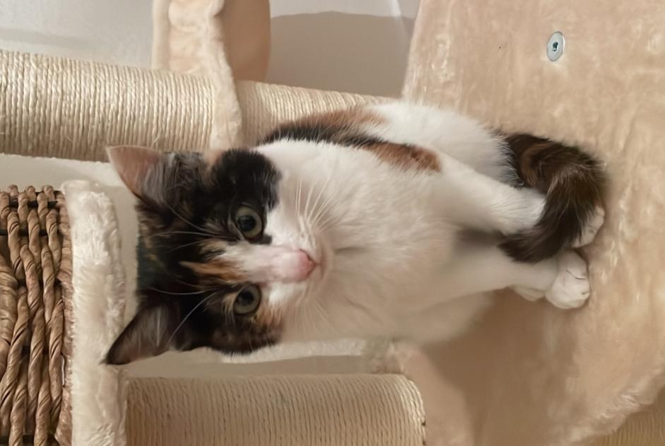 Vermisstmeldung Katze rassenmischung Weiblich , 1 jahre Neuchâtel Schweiz