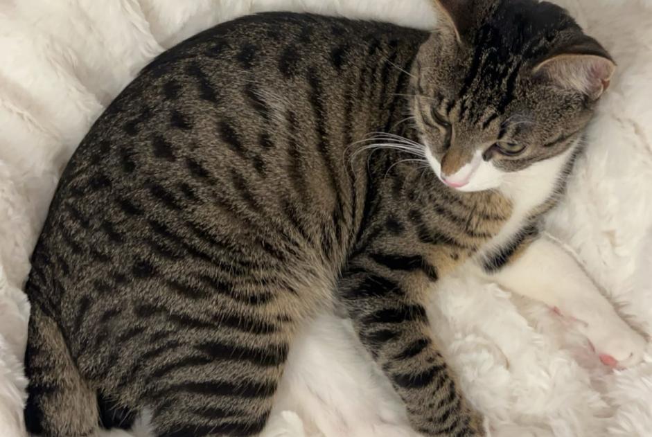 Vermisstmeldung Katze Männliche , 1 jahre Neuchâtel Schweiz