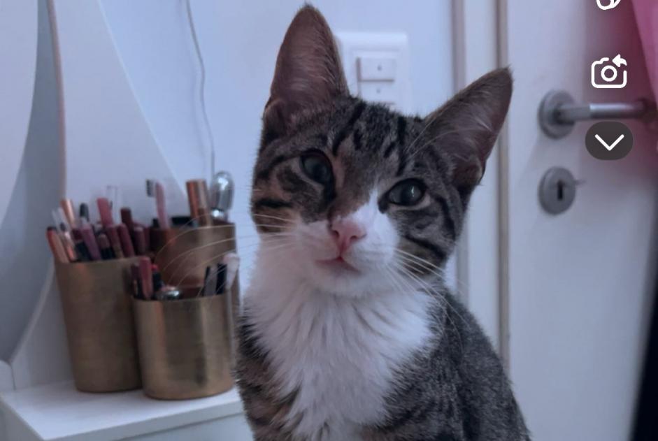 Vermisstmeldung Katze Männliche , 1 jahre Neuchâtel Schweiz