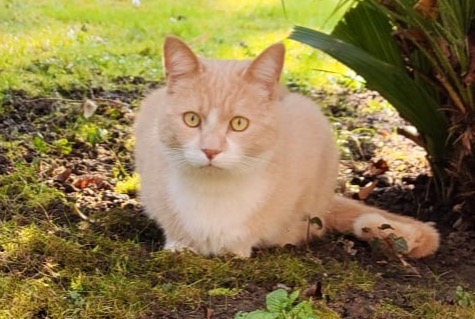 Vermisstmeldung Katze rassenmischung Männliche , 4 jahre Montreux Schweiz