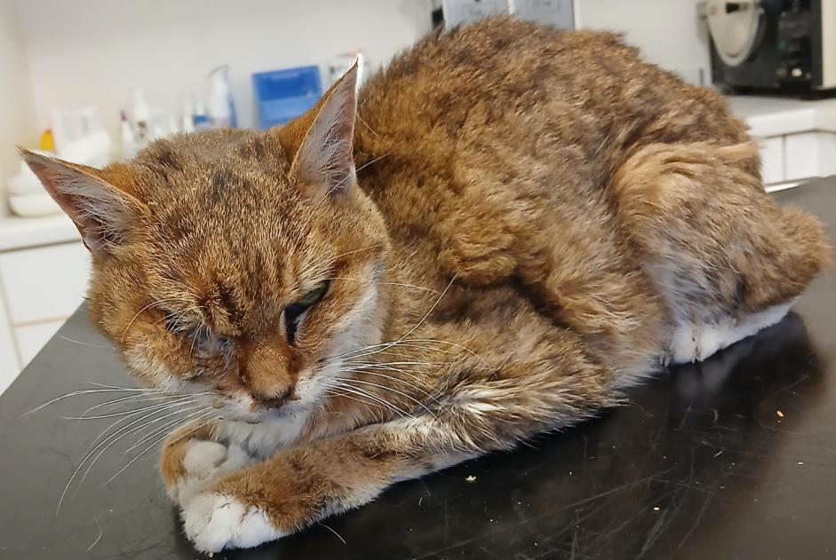 Fundmeldung Katze Weiblich Val-de-Ruz Schweiz