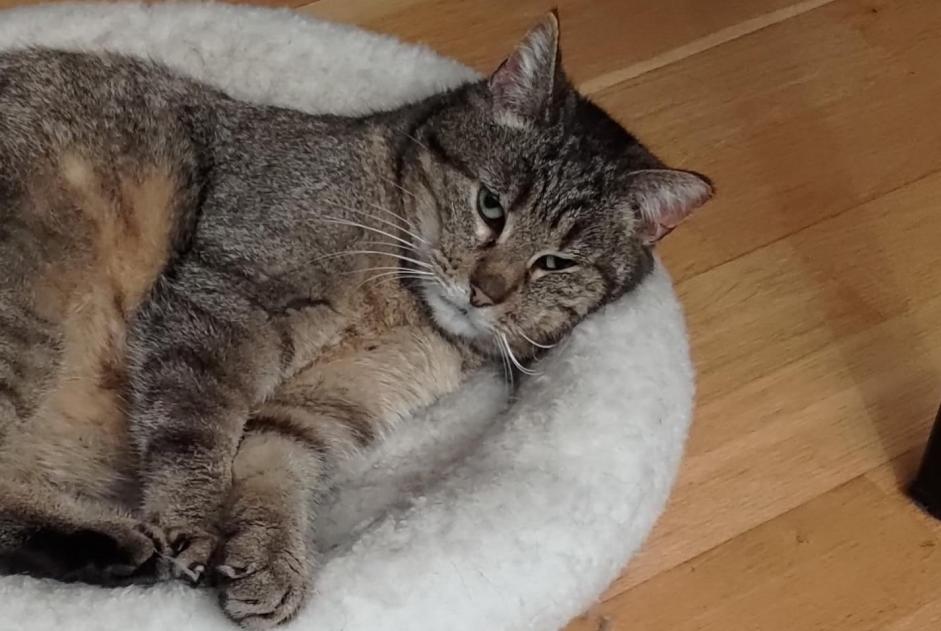 Disappearance alert Cat Female , 10 years Villars-sur-Glâne Switzerland