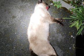 Discovery alert Cat  Unknown Bagneaux-sur-Loing France