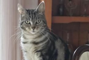 Disappearance alert Cat  Female , 2 years Orthez France