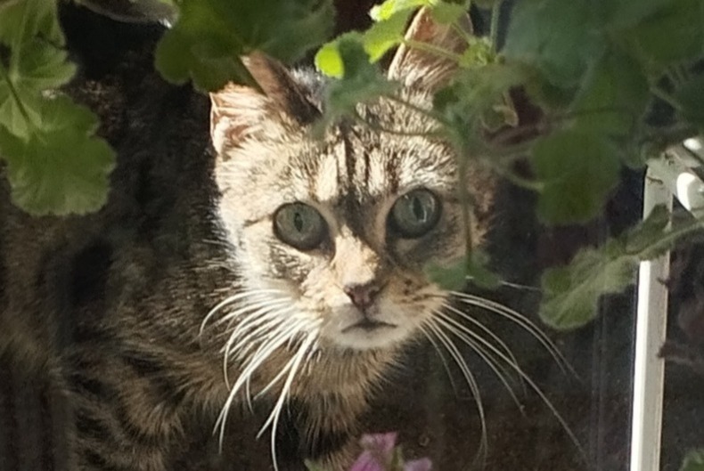 Discovery alert Cat miscegenation Female Nantes France