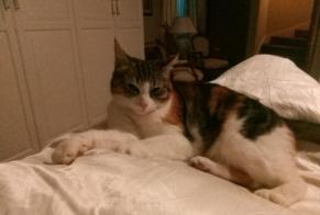 Disappearance alert Cat Female , 8 years Milvignes Switzerland