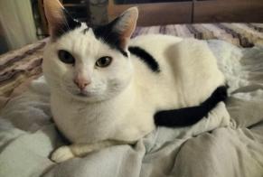 Disappearance alert Cat Male , 8 years La Tour-de-Peilz Switzerland