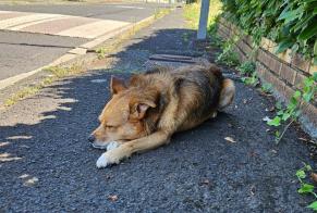 Discovery alert Dog miscegenation Male Riom France