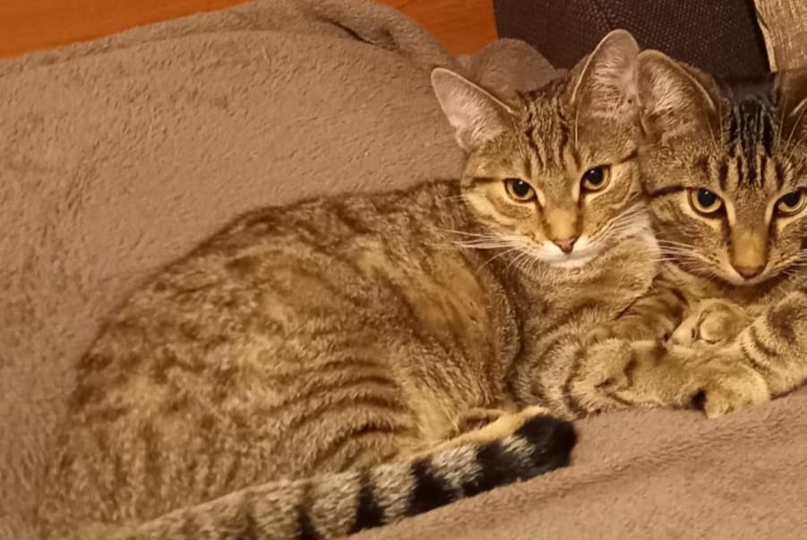 Disappearance alert Cat Female , 2 years Holtzheim France